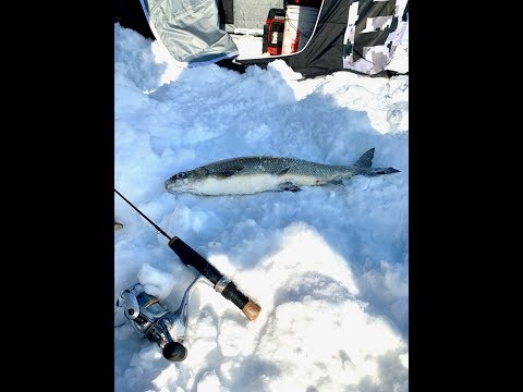 Sieja Królowa Ryb(Kamera podwodna Marcum)