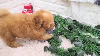 トイプードルの動画01