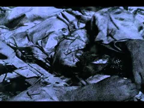 Military History   SAS Behind Iraqi Lines