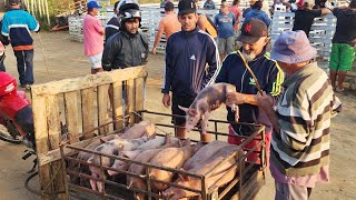 SUÍNOS DE 12 REAIS EM CUPIRA PE, ALÉM DE CAPRINOS E OVINOS 04-09-2024 #nordeste