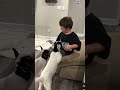 Adorable Baby Goats Drink Out Of Bottles