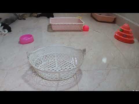 The cats are in a deep sleep😺😹