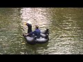 Two Black Swans - Steve Almaas 