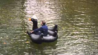 Two Black Swans - Steve Almaas