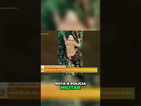 200MIL PÉS DE MACONHA DESTRUÍDOS EM BARRO ALTO!  #noticias #brasil #insegurança #perigo #crime #medo