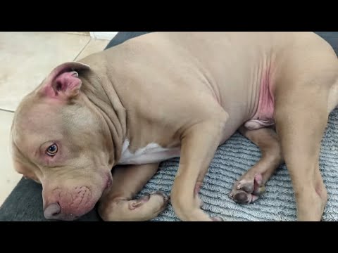 Starting a Raw Food Diet For My Pitbull With Bad Allergies!