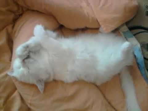 БЕЛКА ОТДЫХАЕТ++