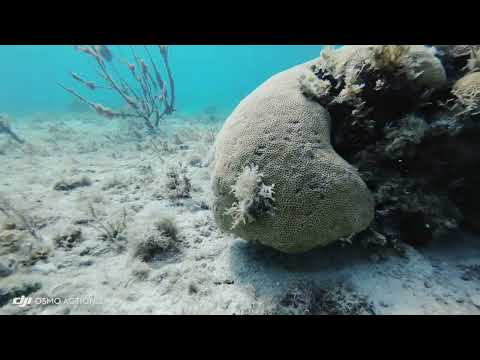 Snorkelling in Negril Jamaica (3) on the Riu Negril beach Bloody Bay