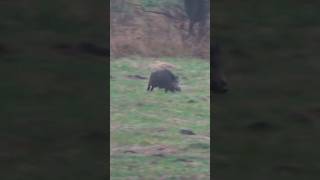 Drückjagd |@hunterbrothersofficial | Sauen Damwild und Rehwild | Schwarzwaldhunters