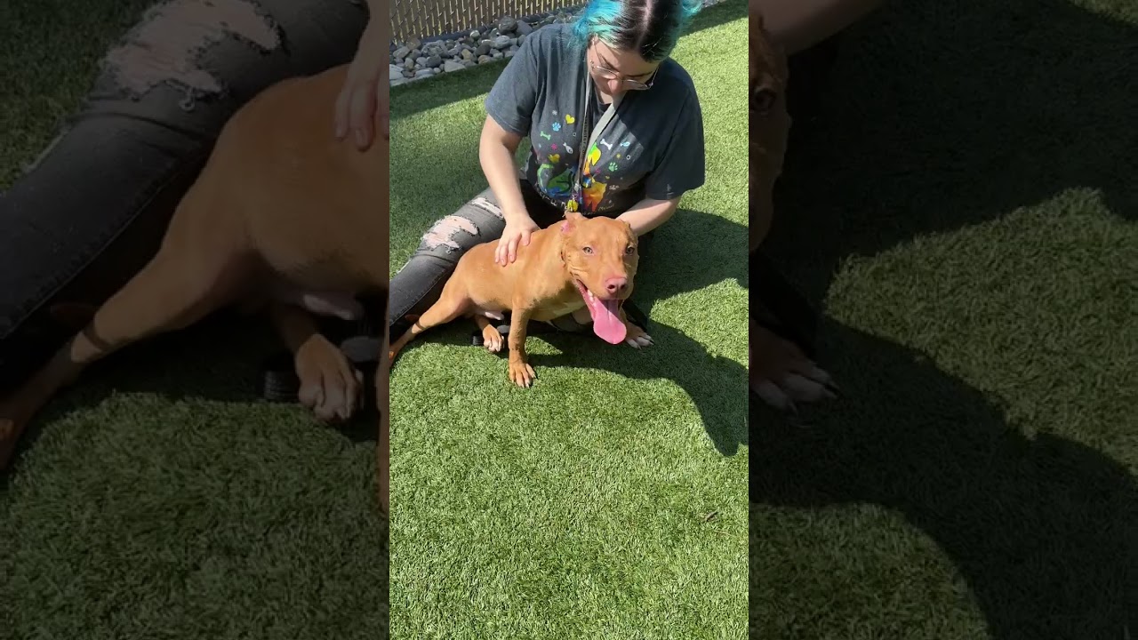Enlarge Meet LUCKY - 4 months old pup, sweet energetic boy, a ADOPTABLE American Staffordshire Terrier in Clifton, NJ video 6/6