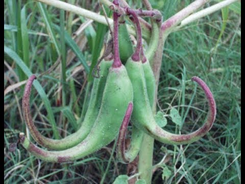 The Health Benefits of Devil’s Claw Tea
