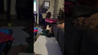 Video preview image #1 Papshund Puppy For Sale in Arlington, WA, USA