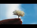 Flora's Secret by Enya (Lyric Video)