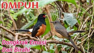 Download lagu terapi murai batu ampuh pulihkan mental stres macet bunyi  mp3