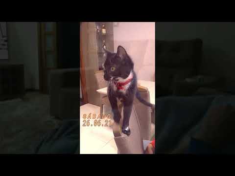 MEU PRIMEIRO GATO MYTCHO