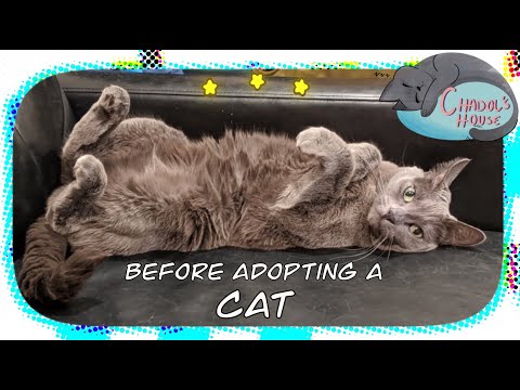 What to consider before you adopting a cat - Chadol's House (Korat)