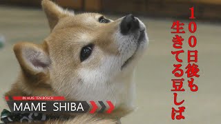 【豆柴カフェ】ただ、豆柴を眺めるだけの動画【ハウステンボス】