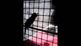 Download lagu cicak ijo kunti suara tengkek 38 detik mp3