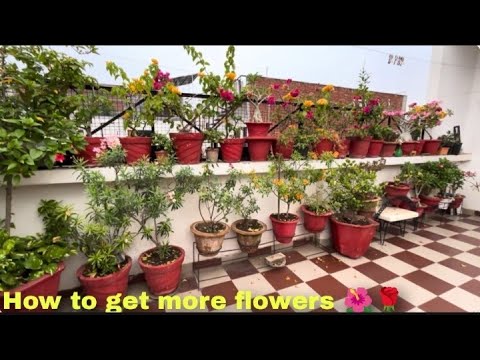 How to get more flowers