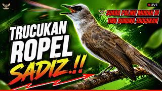 Download lagu 🔴 TERAPI MUSIM PANAS🔴TRUCUKAN GACOR ROPEL PANJANG - MASTERAN AMPUH TRUCUKAN BAHAN   MACET AUTO GACOR mp3