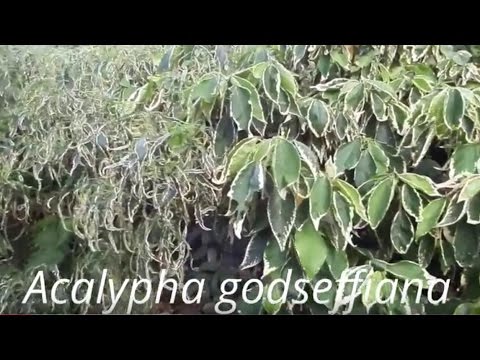 download lagu mp3 mp4 Acalypha Godseffiana, download lagu Acalypha Godseffiana gratis, unduh video klip Acalypha Godseffiana