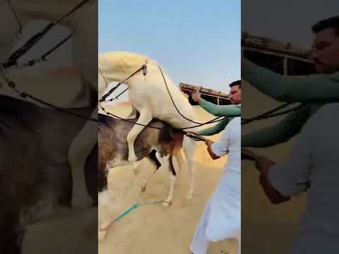 , title : 'Horse breeding | Mating horse | Horse meeting #horse #matingvideo #shorts #khushalzadamsarai'