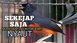 Download lagu MURAI BATU GACOR bikin EMOSI Lawan jadi Bunyi NYAUT BONGKAR MATERI ISIAN Ampuh buat PANCINGAN MURAI  mp3 Download lagu MURAI BATU GACOR bikin EMOSI Lawan jadi Bunyi NYAUT BONGKAR MATERI ISIAN Ampuh buat PANCINGAN MURAI  mp3