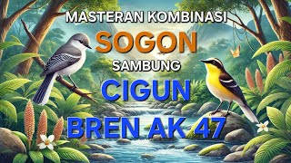 Download lagu Masteran Kombinasi Sogon Sambung Cigun ' Bren Panjang ' Jeda Air Mengalir 1 Menit mp3 Download lagu Masteran Kombinasi Sogon Sambung Cigun ' Bren Panjang ' Jeda Air Mengalir 1 Menit mp3