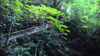 司馬庫斯 巨木群林道 2/5(2K)