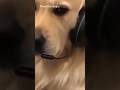 If Serbian Dancing Lady In India Street Dogs Be Like Shorts Funny Ghost Funny Short Ad