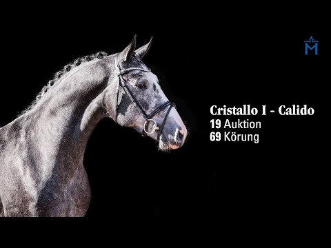 Nr. 19 Hengst v. Cristallo I - Calido