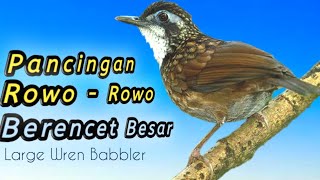Download lagu Kicauan Berencet Besar - Poksay Rawa | Large Wren Babbler mp3 Download lagu Kicauan Berencet Besar - Poksay Rawa | Large Wren Babbler mp3