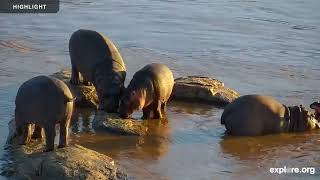 African Safari Camera - MPALA | Highlights