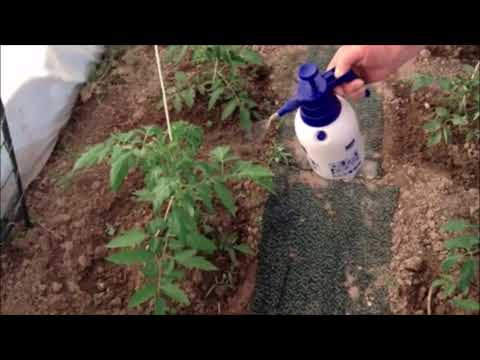 ​Лимонную кислота