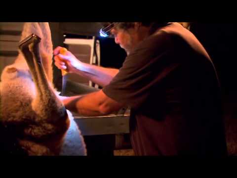 Harvesting of Kangaroo meat