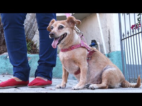 Você sabia que animais também podem ter câncer?