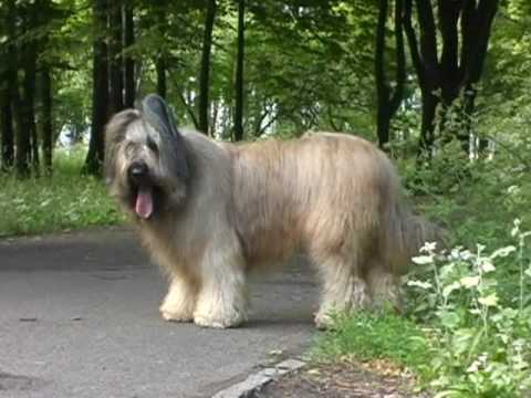 The sweet Briard!