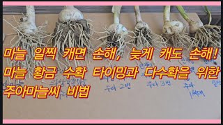 마늘 일찍 캐면 손해, 늦게 캐도 손해! 마늘 황금 수확 타이밍과 다수확을 위한 주아마늘씨 비법(농사의신)