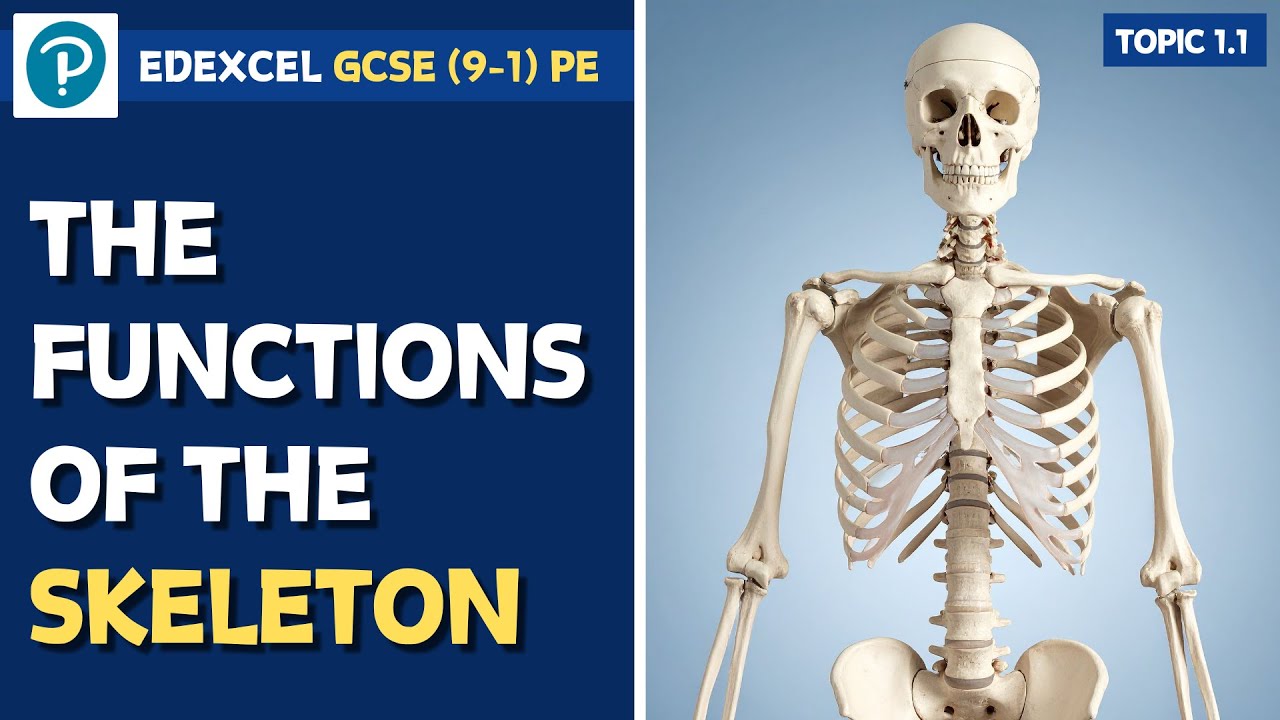 Edexcel GCSE PE - Functions of the Skeleton - The Musculo-Skeletal System (1.1)