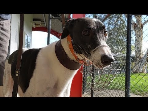 Tornado Tears trials ahead of 2019 RSN Sandown Cup