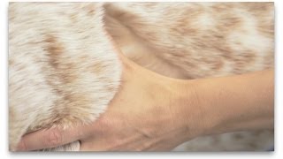 Dogs' Skin and Coat Health