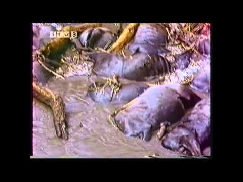 The Year of The Wildebeeste (Alan Root Documentary ITV Survival)