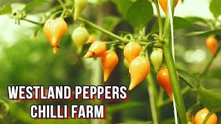 Chili farm visit - Westland Peppers, Netherlands (Holland)🌱🌶🚜