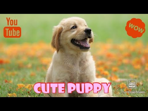 Cute Puppy 🐕❤️