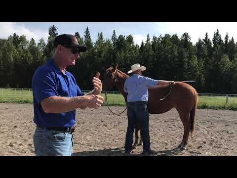 Young horse's,Colt start, part 1, Western horses, English horses, All breeds of horses