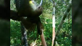 Download lagu Suara raja pikat semua burung mp3 Download lagu Suara raja pikat semua burung mp3