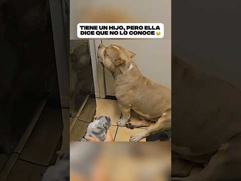 Una perra acaba de ser mama… pero parecía no reconocer a su propio cachorro