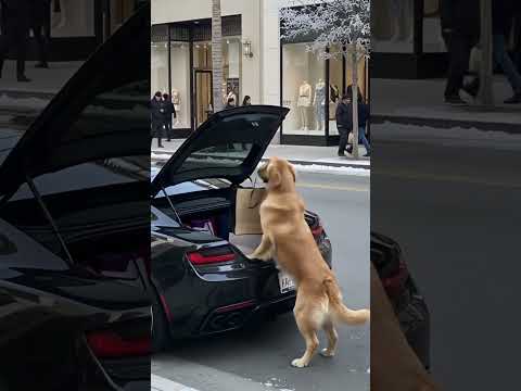 The Smart Dog Teaches a Spoiled Couple Some Respect #dog#goldenretreivers