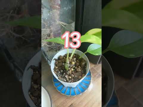 コップ一杯の水で挿し木をするにはどうすればよいですか？水から取れる植物は何ですか?  庭園