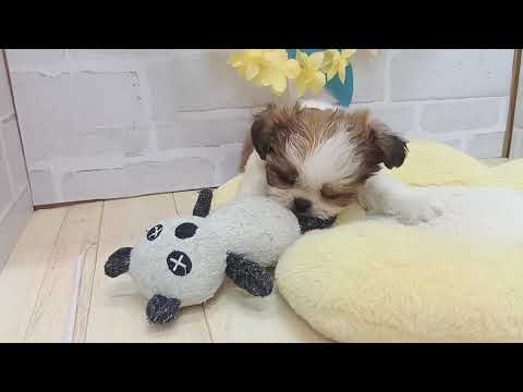 192866　シーズーちゃん　犬の家＆猫の里プレ葉ウォーク浜北店